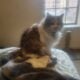 Looking for a new home for Toffee before I move
