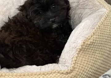 Puppy For Sale