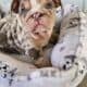 English Bulldog Lilac Tri Merle