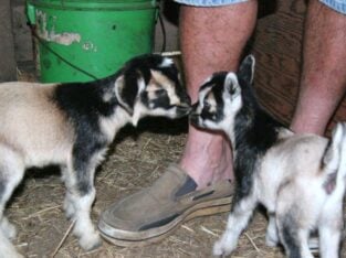 baby pigmy goats for sale 3 months old