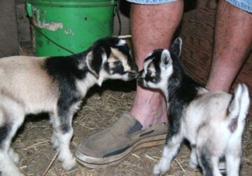 baby pigmy goats for sale 3 months old