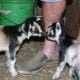 baby pigmy goats for sale 3 months old