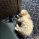 Golden doodle puppy 14 weeks old