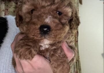 Beautiful Mini Goldendoodle Puppies