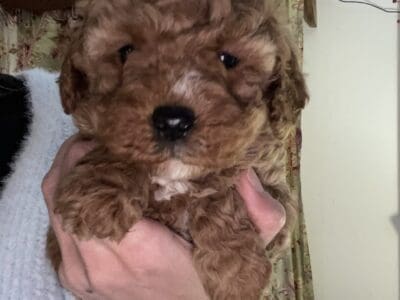 Beautiful Mini Goldendoodle Puppies