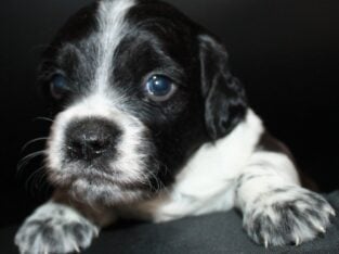 AKC French Brittanys