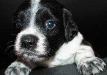 AKC French Brittanys