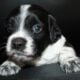 AKC French Brittanys