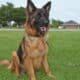 AKC German Shepherd Puppies