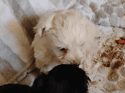 Schnoodle puppies