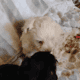 Schnoodle puppies