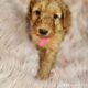 F1b Petite Goldendoodles