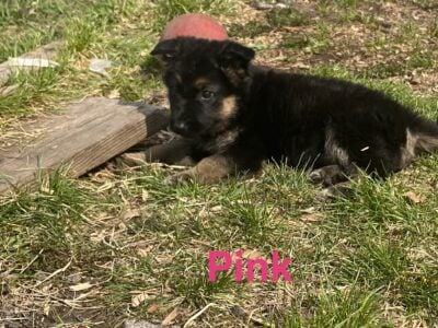 Farm German Shepherd Puppies AKC