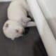 Labrador Retriever Puppies