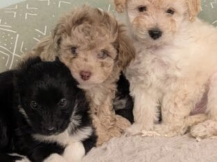 5 Miniature Aussiedoodle puppies