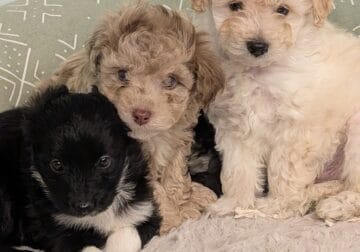5 Miniature Aussiedoodle puppies