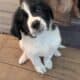 Saint Bernewfie Puppies