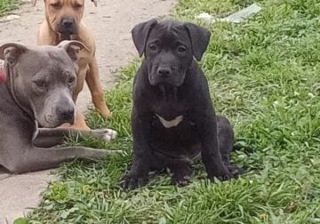 STAFFY PUPS