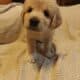 Male pyrenees puppies