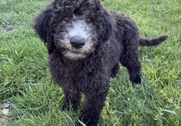 Golden doodle pups