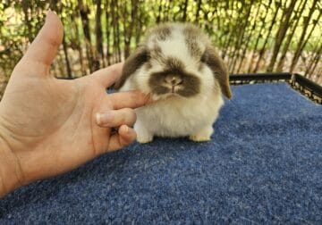 Chocolate Holland Lop Buck 2