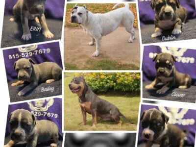 American Bully XL