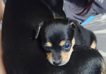 Chiweenies for sale 6 weeks old