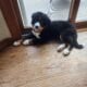 Bernese Mountain Dog