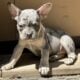 AKC French Bulldog Lilac & Tans & Merles