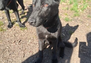 Female german shepherd