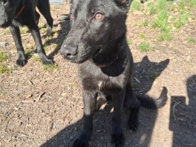 Female german shepherd