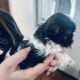 Shih tuz (imperial)