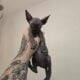 Sphynx Kittens