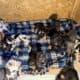Great Dane puppies