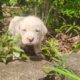 Olde English Bulldog puppies sale or trade