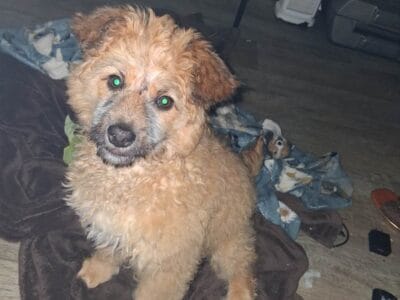 Pom miniature poodle