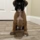 Euro Boxer Puppies AKC Registered