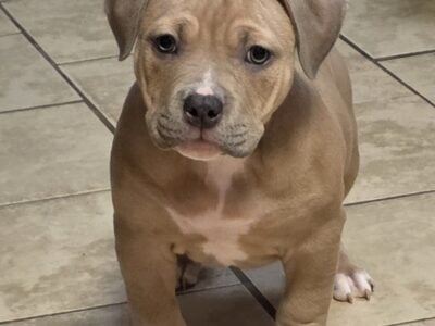 FEMALE AMERICAN BULLY PUPPY