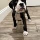 Euro Boxer Puppies AKC Registered