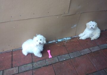 2 female poodle pups, 5 months, FREE TO GOOD HOMES