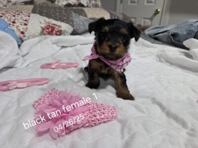 Beautiful female Yorkie baby #1