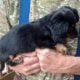 PUREBRED FEMALE Blk/Tan Miniature Dachshund PUPPY
