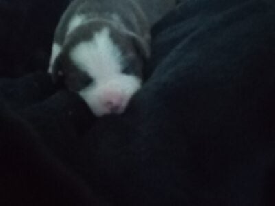 American bully puppies