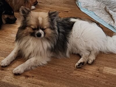 Pomeranian (Charlie and Hercules)