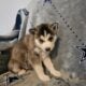 Purebred Husky Puppies