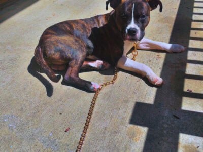 Pit bull for sale