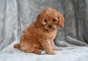 Cavapoo For Sale Millersburg Ohio Female Tessa