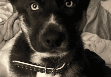 Shepsky