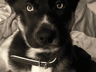 Shepsky