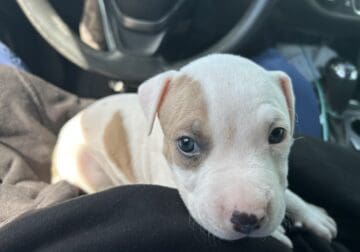 Puppy